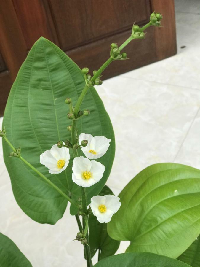 Anh Homestay Ninh Bình Exteriör bild